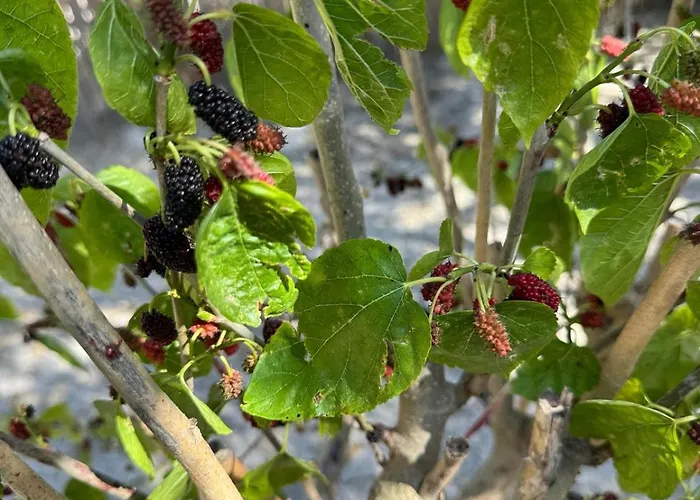 Beka House * Alaçatı