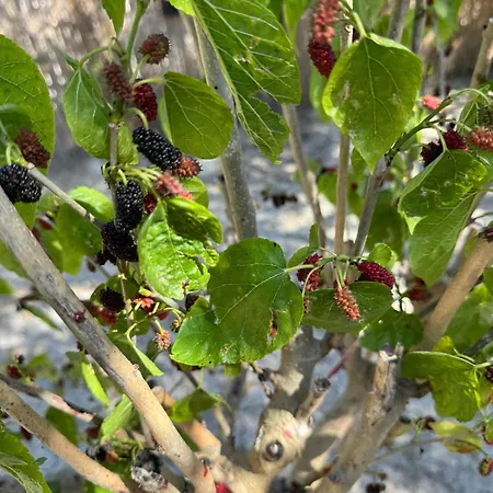 Beka House * 阿拉恰特